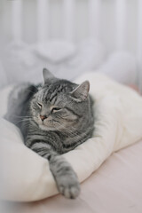 Fototapeta na wymiar Scottish straight shorthair cat lying on the bed. Pets, morning, comfort, rest concept