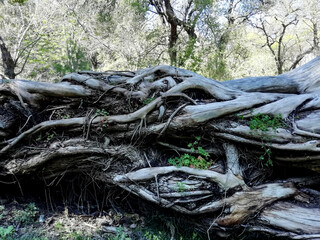 Rural landscape with dried tree roots
