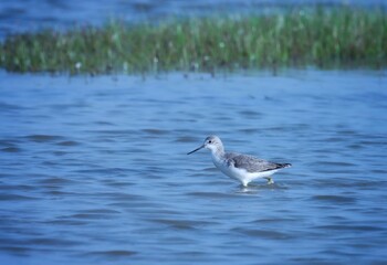 Marsh sandpiper at river. Tringa stagnatilis. The marsh sandpiper is a small wader.