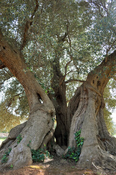 Centenarian Olive Tree in Salento, South Italy