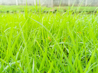 green grass in the morning