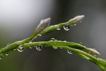 シャガの花が群生しており雨に濡れている