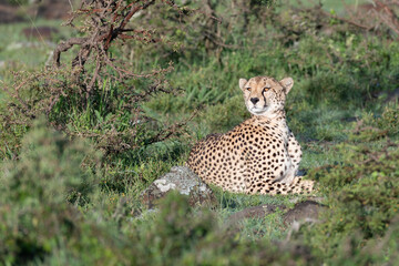 cheetah sitting in the grass