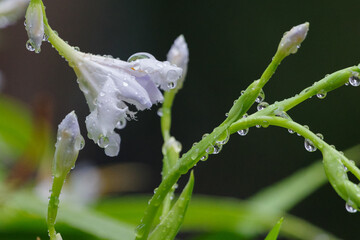 シャガの花が群生しており雨に濡れている