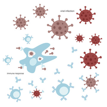 The immune system response after a viral infection such as SARS-CoV-2 or other viruses that including antibody production, destroy the pathogen and present antigen by immune cells