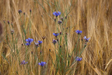Blumen im Getreidefeld 4