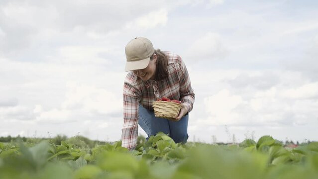 Plump woman in plaid shirt, cap and jeans leaned over and with smile picks ripe juicy red strawberries in strawberry field. The happy girl gets up and puts the fruit in wicker basket.