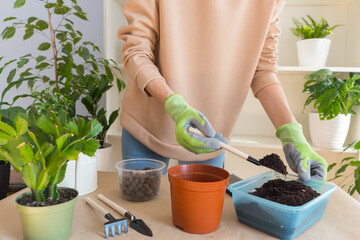 Girl florist in gloves on the table transplants a flower to szlumbergera at home. Pour soil into the pot. home garden concept