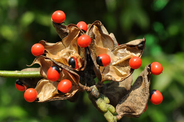 Adenanthera pavonina the Red Sandalwood or Coral Tree