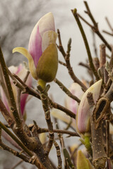 Buds of the Magnolia tree about to burst into flower
