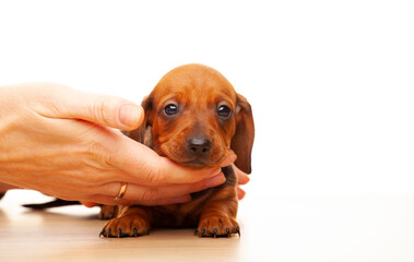 image of dog hand white background