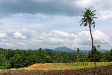 Cloudy tropical landscape with thick green vegetation