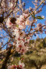 Polinizacion de almendros por las abejas en campo de cultivo en España