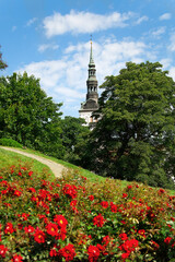 Obraz premium view of medieval tower and field of red roses during summer time
