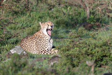 cheetah yawning whilst sitting in the savannah