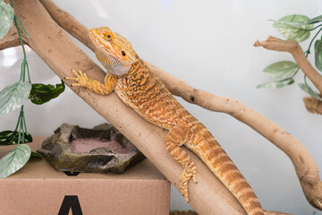 Detail of bearded dragon (pogona vitticeps) male in terrarium