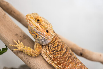 Detail of bearded dragon (pogona vitticeps) male in terrarium