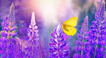Yellow butterfly among purple lupine flowers with beautiful atmospheric lighting on bright spring...