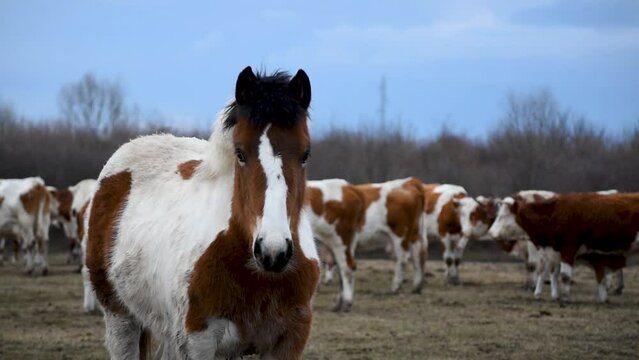 Front view of young horse, colt or filly stands in pasture and then moves few steps closer to camera against cow herd during overcast winter day