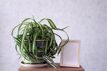 Houseplant on a wooden stand against a white wall.