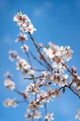 Almond blossom in spring in Cyprus