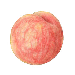 Fototapeta premium 食べ頃の桃 水彩色鉛筆イラスト