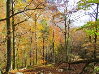 Broadleaf beech forest on the path to Komna in Slovenia in orange and yellow autumn or fall colors