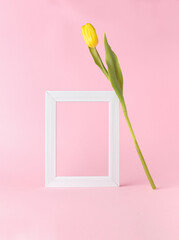 Minimal spring concept with white frame and fresh yellow tulip on pink background