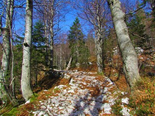 Wide path full of rocks on the way to Komna in Slovenia through a leafless european beech and spruce forest on a sunny day