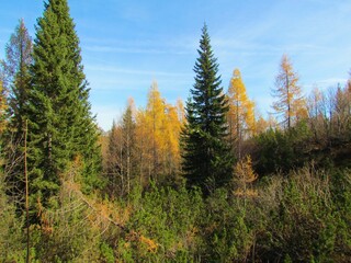 Spruce and autumn or fall golden colored larch trees with creeping pine in front at Komna in Triglav national park and Julian alps in Slovenia