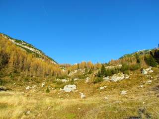 Fototapeta na wymiar Alpine autumn or fall landscape covered in meadow, creeping pine and golden colored larch forest in Triglav national park and Julian alps in Gorenjska, Slovenia