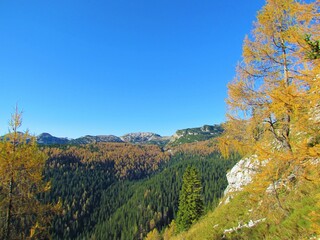 View of forest covered slopes in Triglav national park and Julian alps, Gorenjska, Slovenia with autumn golden larch forest at the top and spruce forest bellow