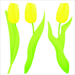 Set of yellow tulips in different positions