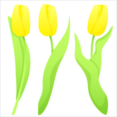 Set of yellow tulips in different positions