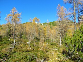 Autumn or fall golden colored larch forest and a meadow full of dry grass in the middle in Triglav lakes valley in Triglav national park and Julian alps in Slovenia