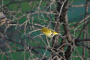 Pequeño mosquitero