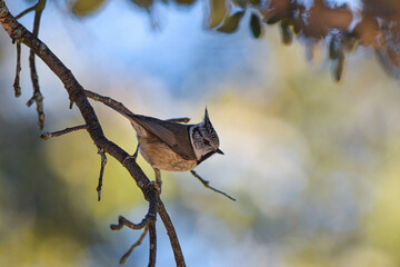 Herrerillo capuchino  © Manuel