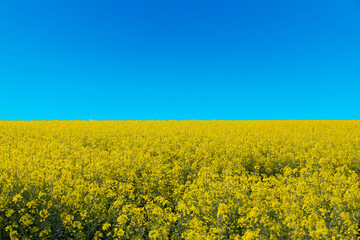 Obraz premium Pray for Ukraine