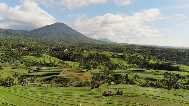 jatiluwih rice fields in bali indonesia