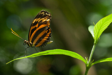 Close-up sideways view of a Tiger passionsfalter Butterfly over one of the green leafs of a plant