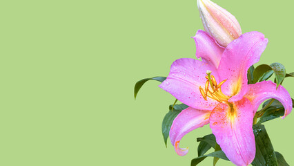 A large purple lily with a bud on a green background. Postcard