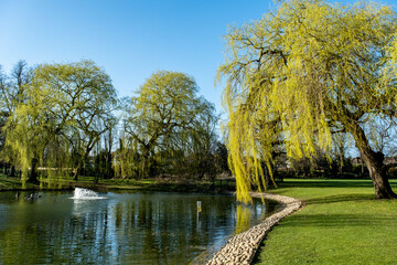 Weeping Willow Tree Next To A Park Lake With No People