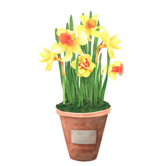 Daffodils bouquet in ceramic pot isolated on white. Watercolor hand drawing illustration. Art for decoration, design