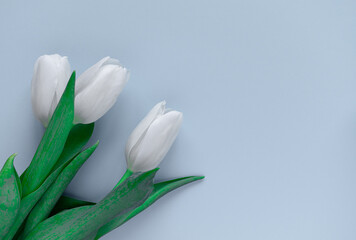 Three white tulips on a blue background. Tenderness. Pastel shades. Greeting card. Birthday. Mothers Day. Women's Day. Spring. View from above. Place for text.