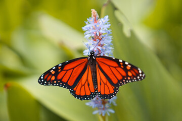Monarch butterfly in Myriad Botanical Gardens, close to The Great Lawn and Bandshell, Downtown Oklahoma City, OK