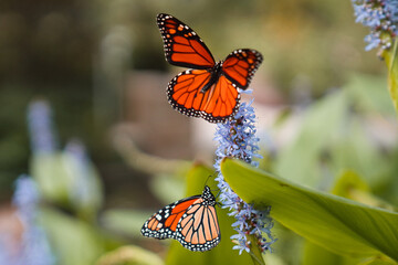 Two Monarch butterflies in Myriad Botanical Gardens, close to The Great Lawn and Bandshell, Downtown Oklahoma City, OK