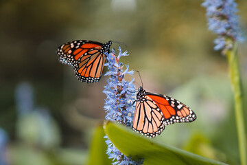 Two Monarch butterflies in Myriad Botanical Gardens, close to The Great Lawn and Bandshell, Downtown Oklahoma City, OK © Andreas