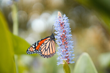 Monarch butterfly in Myriad Botanical Gardens, close to The Great Lawn and Bandshell, Downtown Oklahoma City, OK