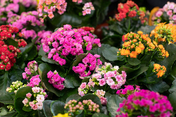 Pink and yellow Kalanchoe flowers, a cute ornamental flowering plant to grow. Unpretentious blooming succulent blossom with small flowers