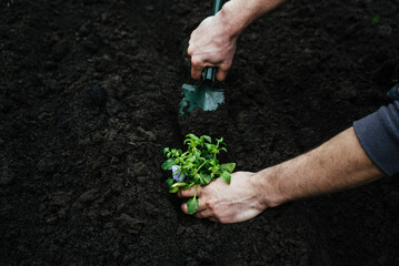 man digs a garden shovel hole in the ground to plant a flower 4